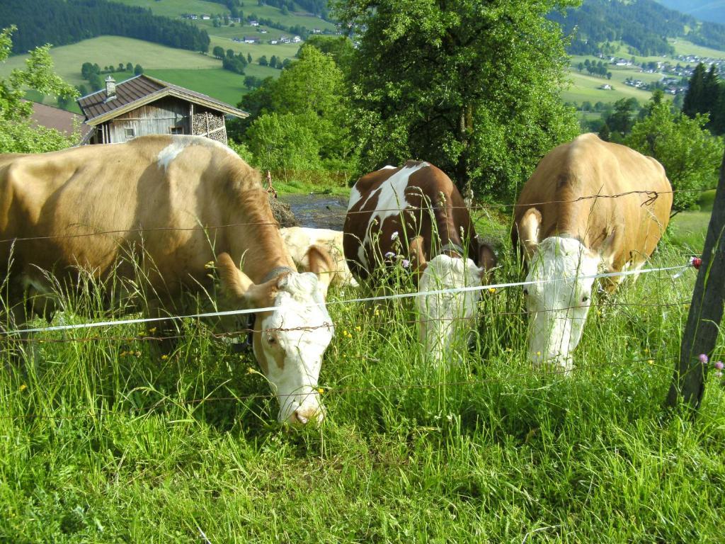 Villa Bauernhof Hundbichl Brixen im Thale Exterior foto
